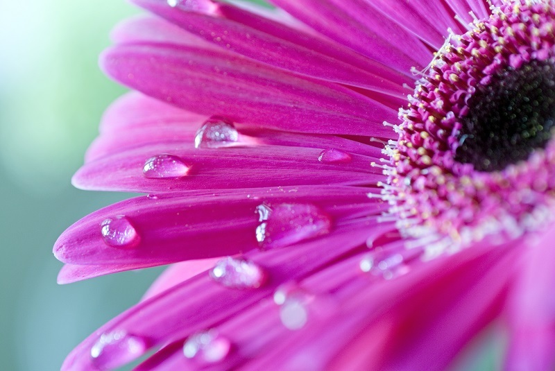 flowers  / not flowers flowers  / real flowers