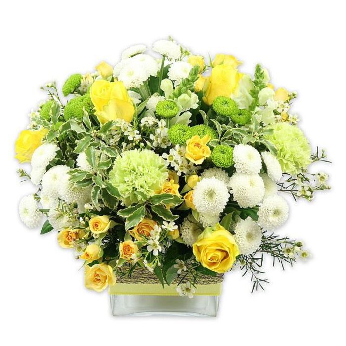 A carefully composed floral arrangement overflows with cheerful yellow, crisp white, and vibrant green tones, resting in a clear, low glass vase on a white background that highlights every nuance of colour and texture. The bouquet is designed in a rounded, almost domed silhouette, densely packed so that no single flower feels isolated. At its centre, rich yellow roses and clusters of yellow spray roses dominate, their petals smooth and velvety, some blooms fully open while others remain partially closed, suggesting continuous life and unfolding joy. Interspersed among them are numerous white pompom chrysanthemums, their dense, globe-like forms adding softness and a sense of cosy fullness. Dotting the arrangement are lime green button chrysanthemums, small and perfectly round, standing out like bright beads amidst the softer petals. Larger, fluffy pale green flowers, recalling frilled carnations or decorative green chrysanthemums, lend a gentle, ruffled texture that bridges the space between the bold roses and the smaller accent blooms. The whole design is underpinned by a variety of greenery: broad, variegated leaves edged in a lighter tone, glossy dark green leaves, and delicate filler foliage that cascades slightly over the lip of the vase, giving the arrangement a natural, garden-inspired feel. Tiny white filler blossoms, possibly waxflower or gypsophila, twinkle throughout, providing little sparks of light against the bolder colours. The clear glass vase reveals the carefully cut and arranged stems, while its mid-section is encircled with a strip of rustic, woven natural fibre, topped with a lime green ribbon tied smoothly around, echoing Orpington's blend of suburban calm and touches of modern style. The overall impression is one of warmth, optimism, and easy elegance, perfectly suited to grace a dining table near Orpington Station, brighten an office reception, or serve as a thoughtful gift that celebrates new beginnings and heartfelt congratulations.