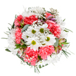 This radiant bouquet is a tribute to the gentle optimism of Orpington's community, thoughtfully crafted with blooms that recall sunlit mornings by St. Mary Cray's green spaces. At its heart, crisp white daisies with vivid green centers shine among a profusion of coral-pink carnations-each petal softly ruffled, exuding warmth and energy. Baby's breath drifts lightly throughout, its clusters delicate as spring mist rising in High Elms Country Park, adding ethereal fullness to the design. Subtle buds-perhaps alstroemeria-peek from between stems, streaked with pink and purple, suggesting new beginnings. Lush greenery, from the muted silver-blue of eucalyptus to rich forest-green foliage, frames the composition with a calming, cool touch. The bouquet's circular symmetry and intentional placement echo the artistry for which Flower Delivery Orpington is known, with every stem radiating joy and thoughtful intent. Perfect for celebrating a birthday, offering comfort, or conveying gratitude, this arrangement infuses any home in Orpington with uplifting fresh fragrance and beauty-an expression of life's brightest moments delivered by caring local hands.