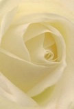 This evocative image draws you into the intimate heart of a creamy white rose, arranged by expert florists in Orpington for those seeking to convey delicate emotions. The petals spiral inward, each one feather-light and almost translucent at the tips, echoing the early light spilling through trees along Tubbenden Lane. There's a gentle luminosity that bathes the bloom in serenity, with shadows softly curling between the folds, creating a soothing sense of depth. The atmosphere of the arrangement exudes peace and reverence, ideal for marking new chapters, expressing sympathy, or showing simple admiration. As if cradled by a morning dew, the soft texture and understated sweet aroma offer a fleeting moment of calm-a sensation familiar to those who cherish quiet walks by Orpington's Memorial Garden. The perspective is close and immersive; you can sense the artisan's touch in every curve and the intention behind each petal's placement. Here, artistry and nature unite to present a rose of gentle strength-a bloom that captures both the softness and resilience needed to navigate life's tender moments in Orpington.